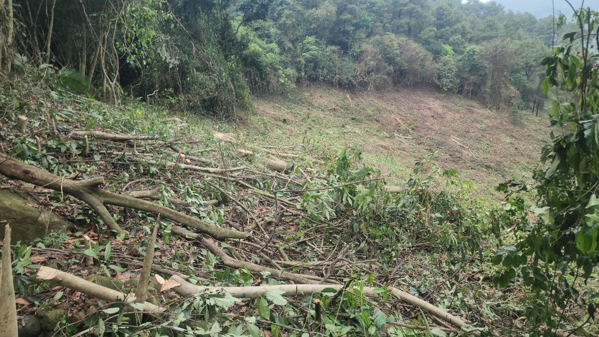 Toàn bộ cây lớn, nhỏ đều do "lâm tặc" cắt phăng để lấn chiếm đất trồng keo.