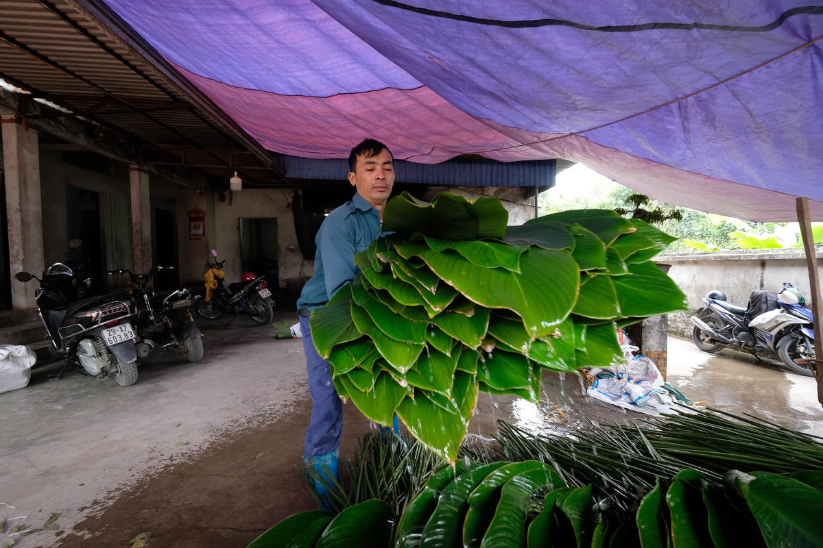  Lá dong được xem là “linh hồn” của làng Tràng Cát. 
