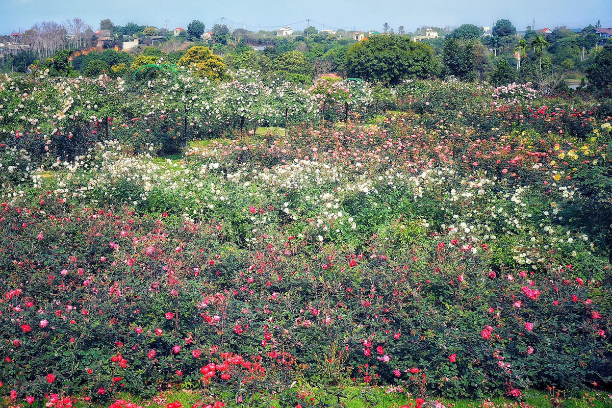 Hà Nội: Ngắm hơn 10.000 cây hoa hồng ngoại đua nhau khoe sắc rực rỡ
