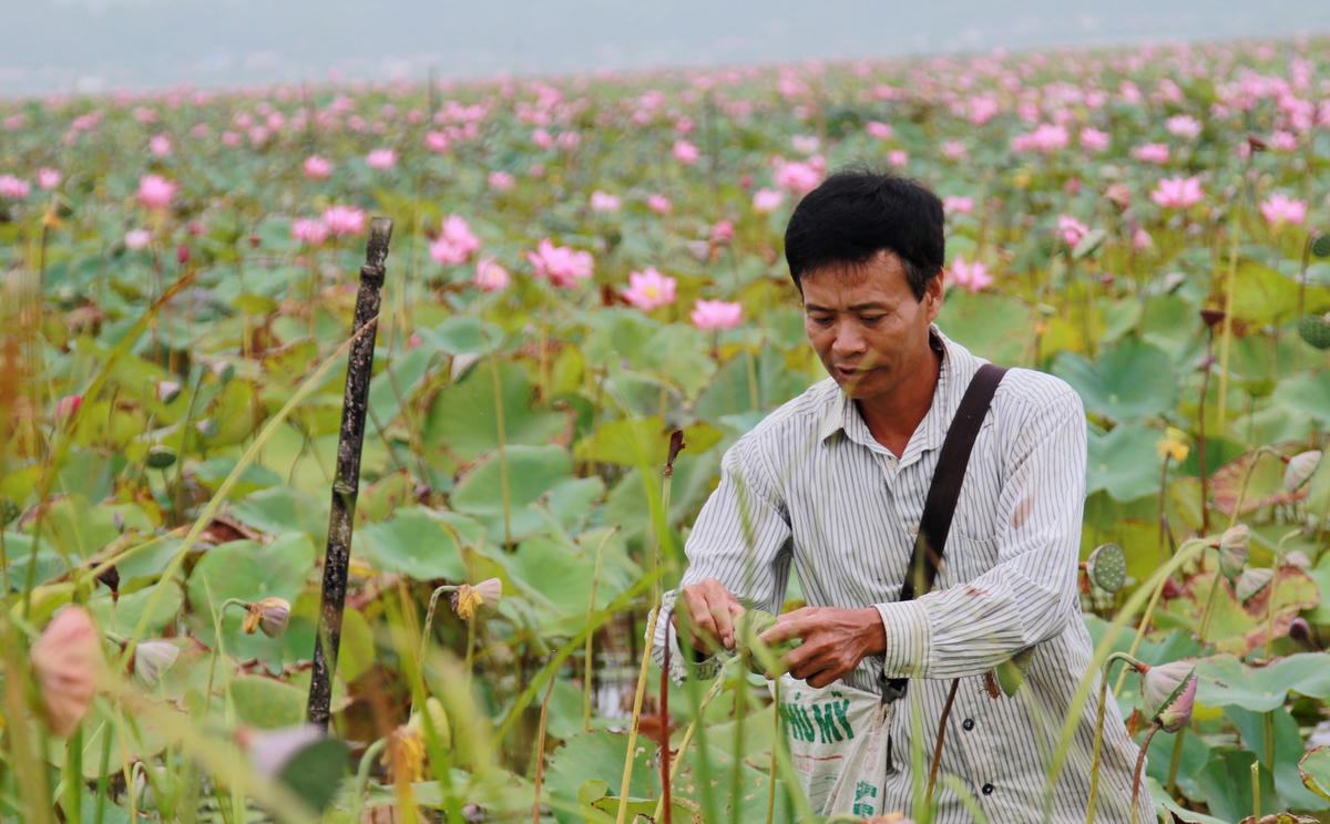 Giá sen đầu mùa được bán dao động từ 40-50 ngàn đồng/kg hạt tươi. 