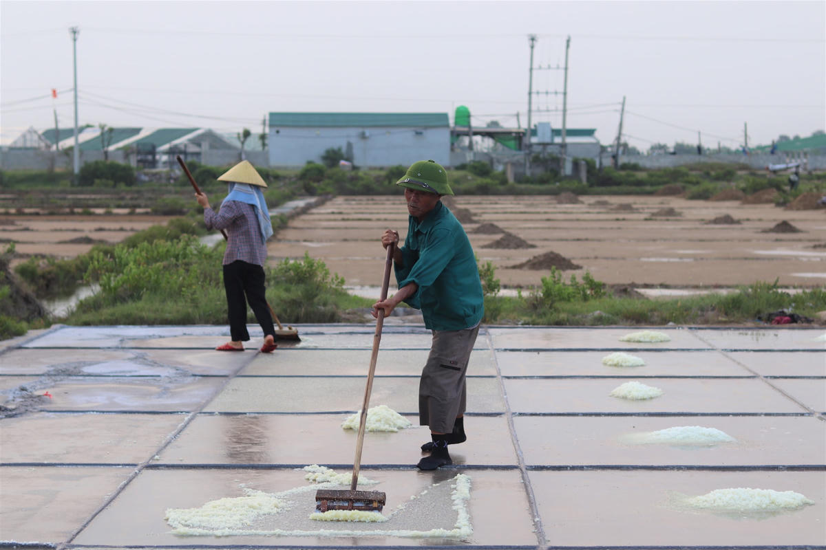 Ông Hoàng Sỹ Nông (71 tuổi, trú thôn Tam Hòa 1) chia sẻ rằng, mỗi ngày, 2 vợ chồng làm ra được khoảng 1 tạ muối, cho thu nhập tổng thể khoảng 100 - 200 nghìn đồng. So với mức sống hiện tại, số tiền lao động kiếm được là quá ít. Dẫu vậy, khi tuổi đã già, sức khỏe đã suy giảm thì 2 ông bà cũng đành bám trụ với nghề để có thêm phần nào kinh tế, không phải 'ngửa tay' xin tiền con cháu. 
