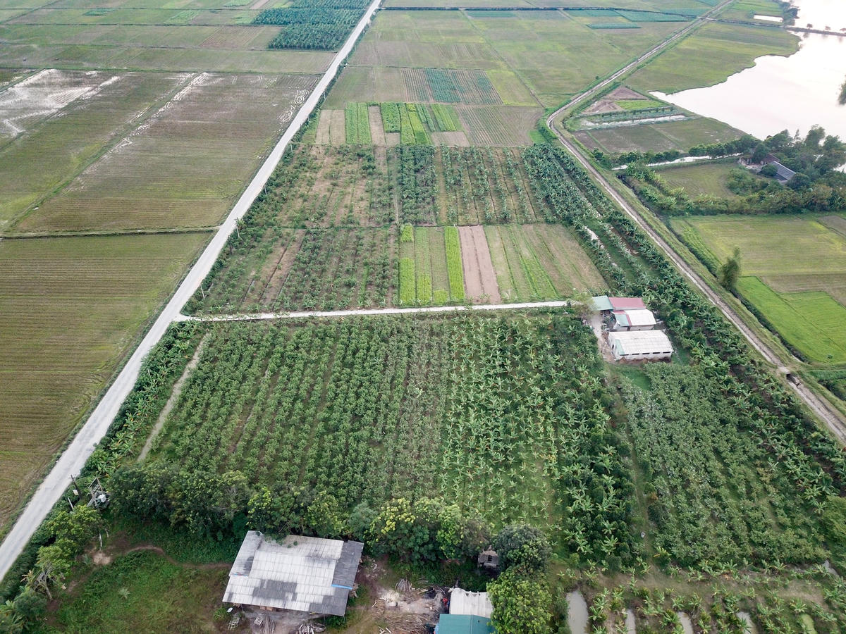 Trang trại chăn nuôi kết hợp trồng trọt với diện tích 10 ha của gia đình anh Phạm Văn Phước