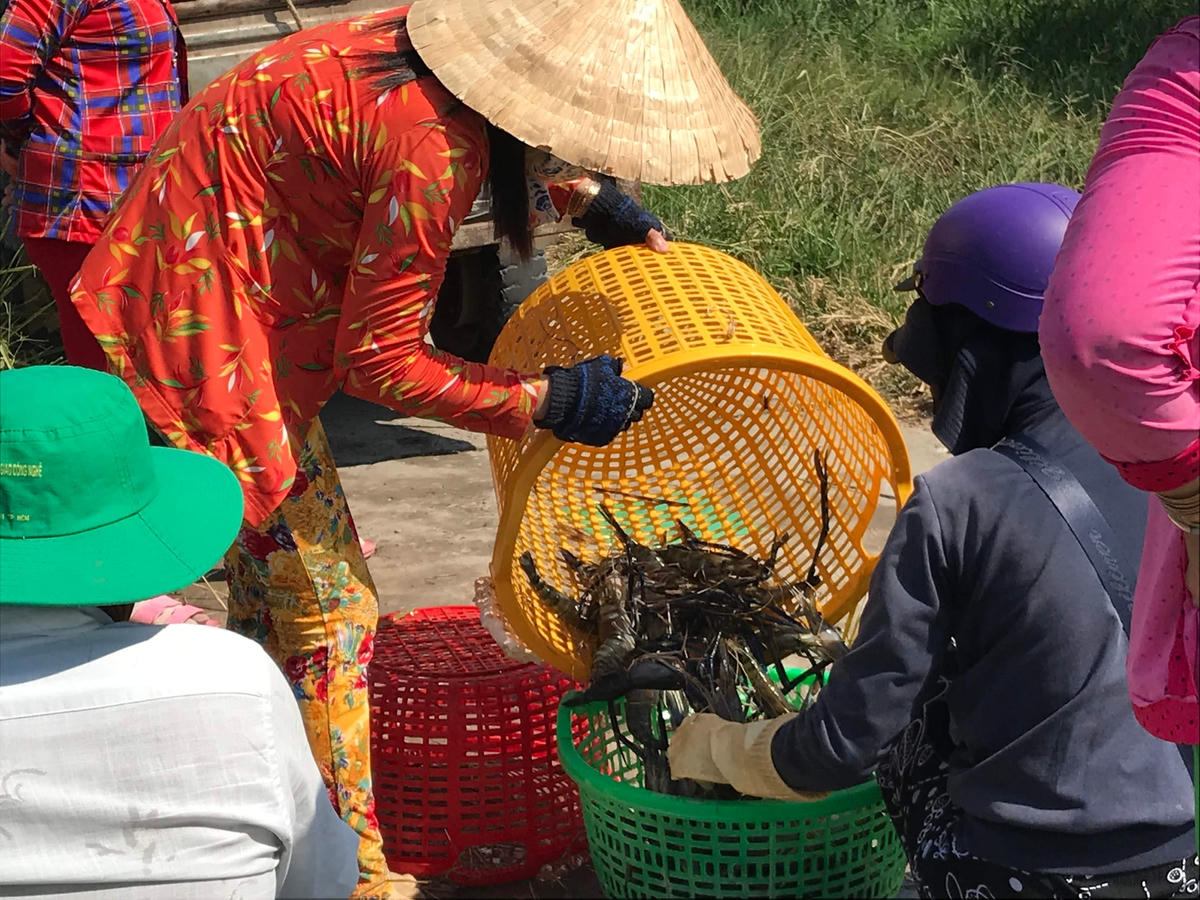 Thủy sản tăng giá, nông dân phấn khởi.
