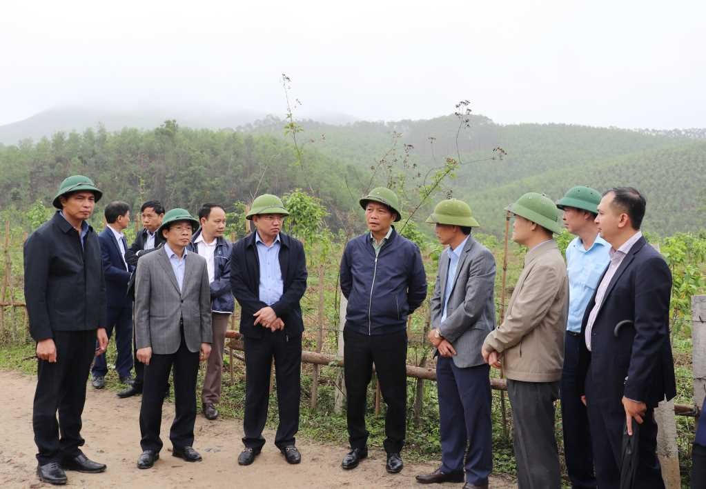Đoàn công tác cũng khảo sát mô hình trồng rừng tại xã Sơn Dương, TP Hạ Long. Ảnh: Cổng thông tin điện tử tỉnh Quảng Ninh.