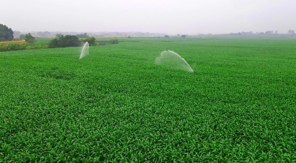 Các cánh đồng cỏ, bắp xanh tươi bạt ngàn được chăm sóc với nguồn phân bón từ chất thải đàn bò đã qua xử lý biogas.