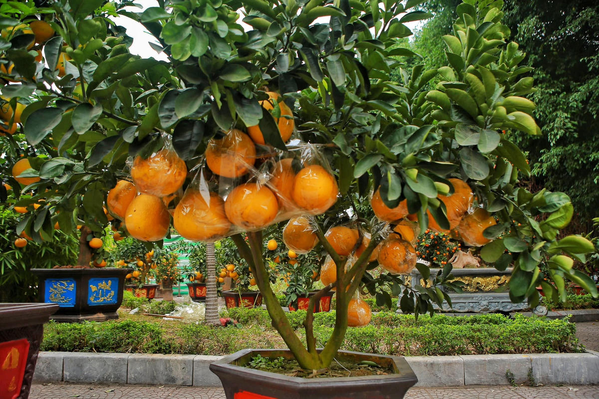 Các chậu bưởi được khách đặt mua, nhà vườn sẽ chịu trách nhiệm vận chuyển, bọc, băng keo lại quả để tránh hỏng khi chuyển cho khách.