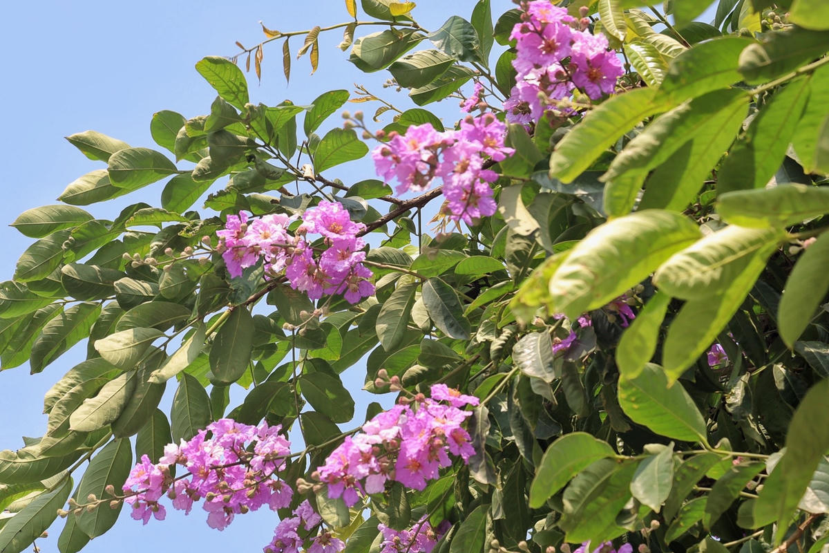 [ẢNH] Ngắm hoa bằng lăng 'đẹp ngất ngây' trên đường phố Hà Nội