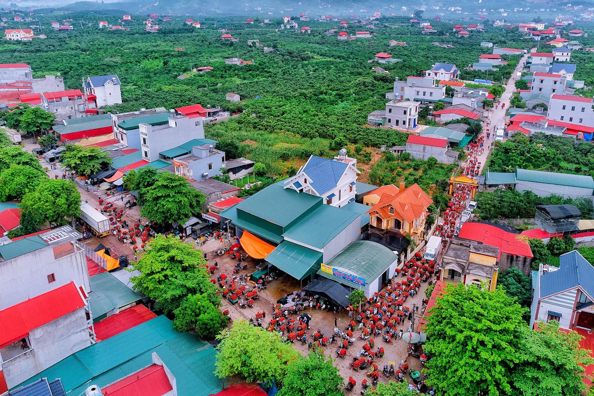 Các tuyến đường, ngõ phố ở Lục Ngạn đỏ rực màu vải chín.  