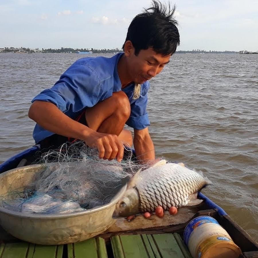 Một chú cá cóc nhỏ mắc lưới.  