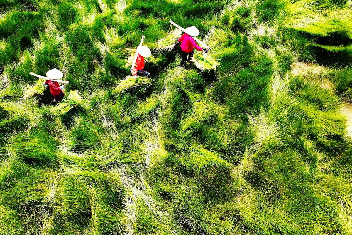 Quang cảnh người dân gánh cỏ lác về nhà.