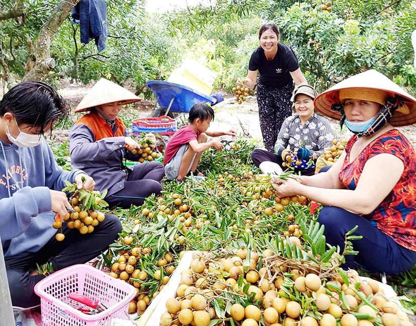 Thu hoạch nhãn xuồng tại xã Lộc An, huyện Đất Đỏ. Ảnh: Đông Hiếu.