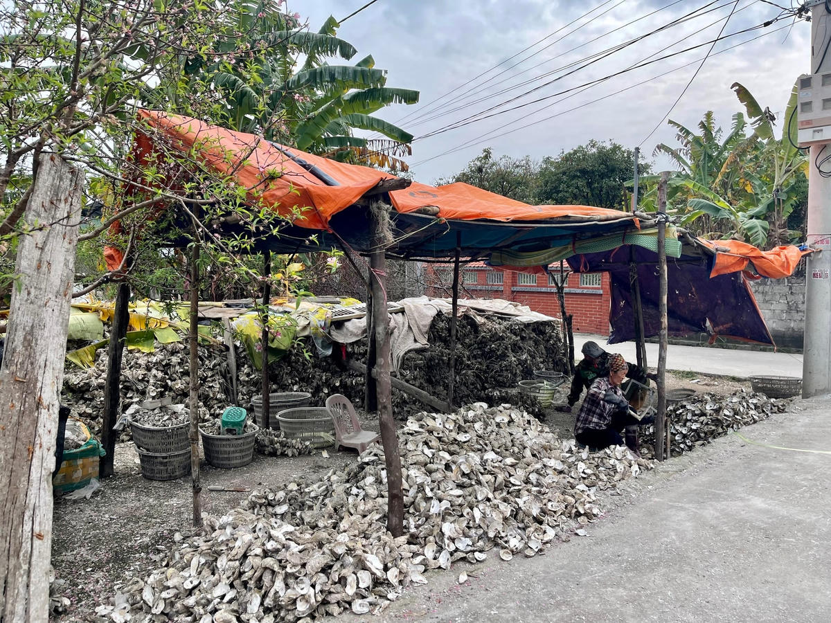 Tại một cơ sở chế biến hàu ở xã Hạ Long (huyện Vân Đồn), người lao động sơ chế hàu ngay trên nền đất với trang thiết bị thô sơ, ngồi dưới chiếc lán được dựng tạm sơ sài,...Việc chế biến hàu được thực hiện ngay cạnh đường chính trong khu dân cư.