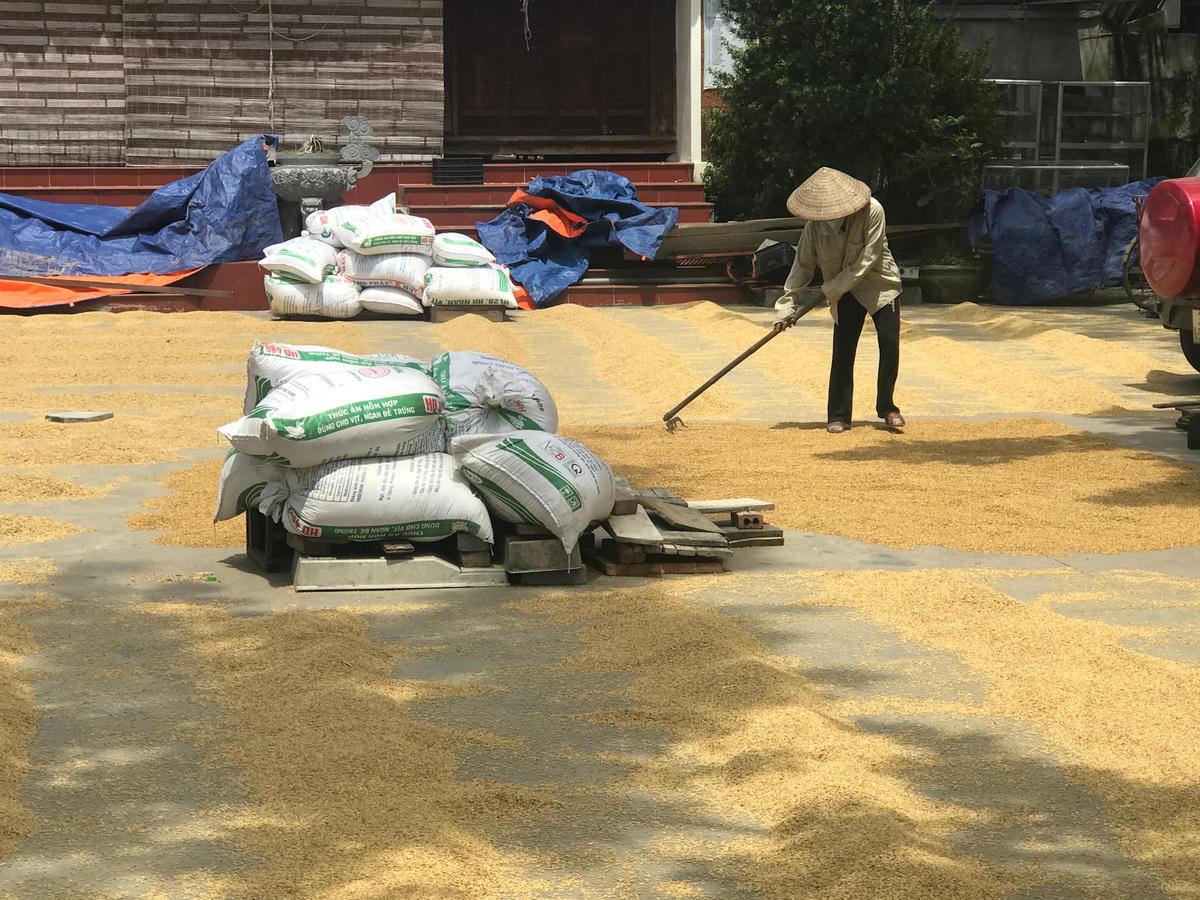 Phơi thóc. Ảnh: Việt Khánh.  