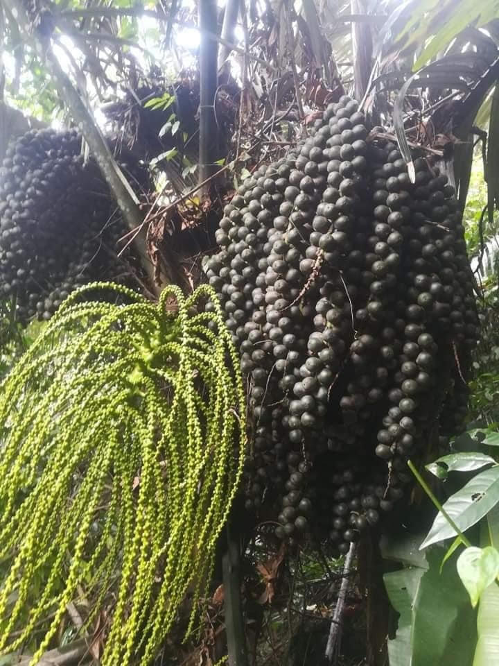 Những chùm quả đác.  