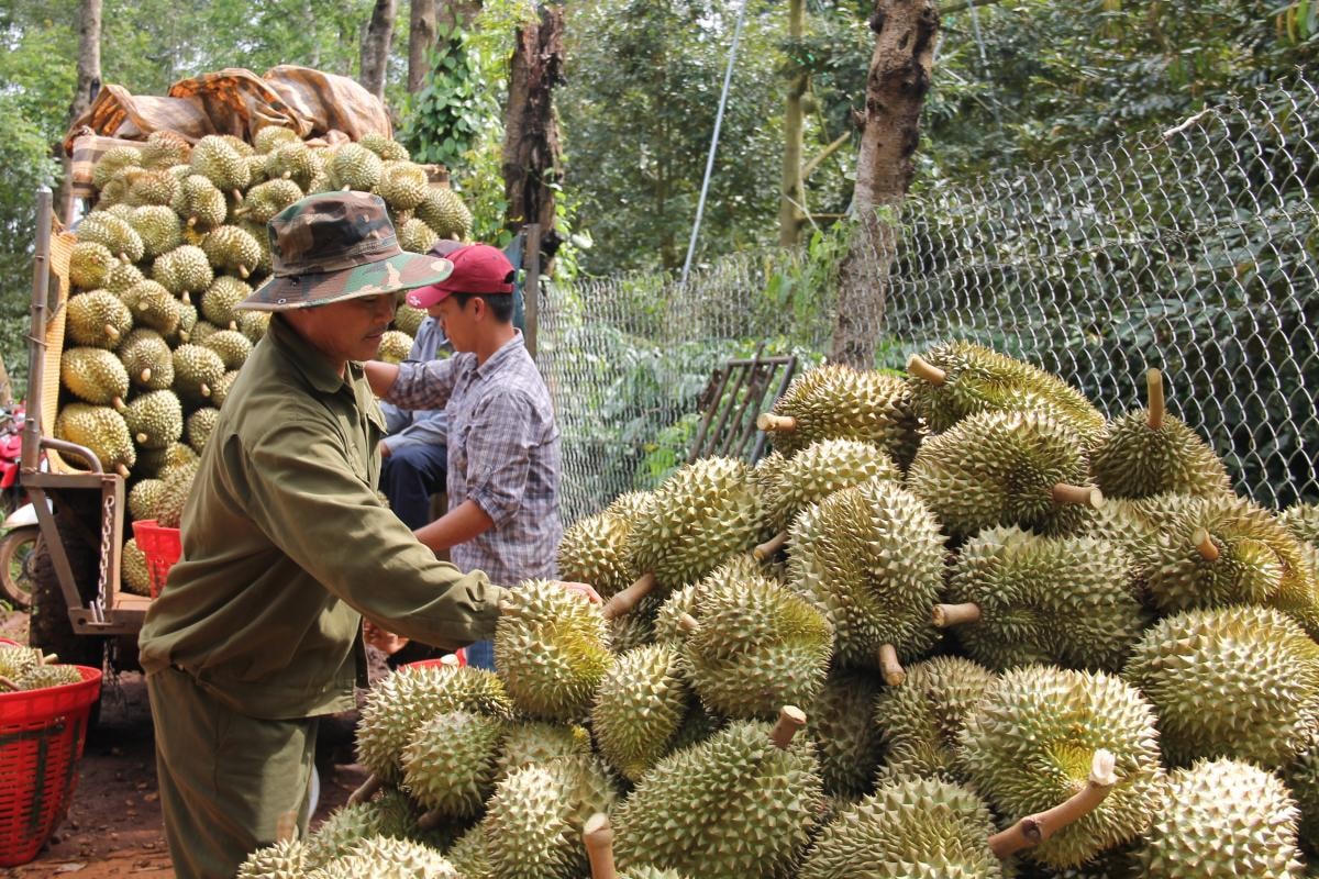 Thu hoạch sầu riêng ở Đắk Lắk.  