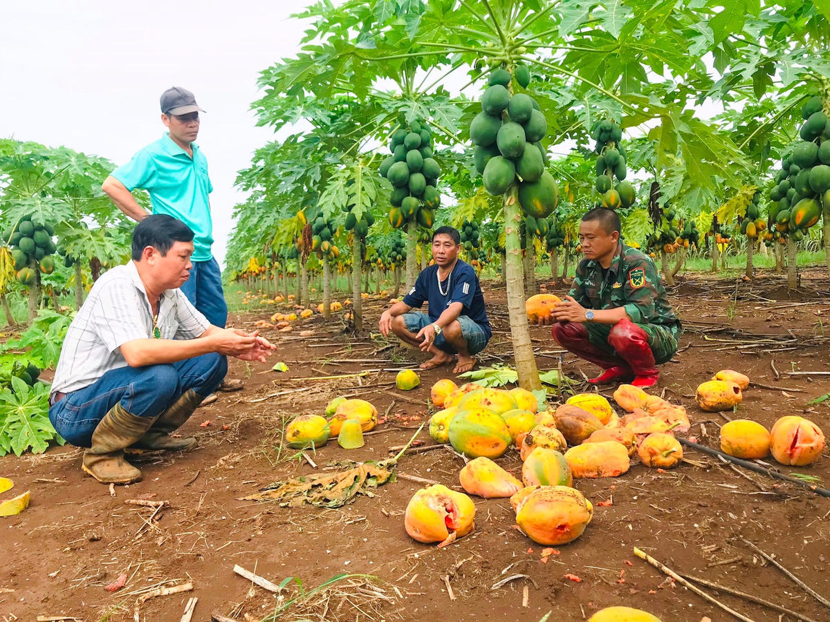 Đu đủ của nông dân HTX nông nghiệp Tây Hiếu chín rụng, không được doanh nghiệp thu mua.