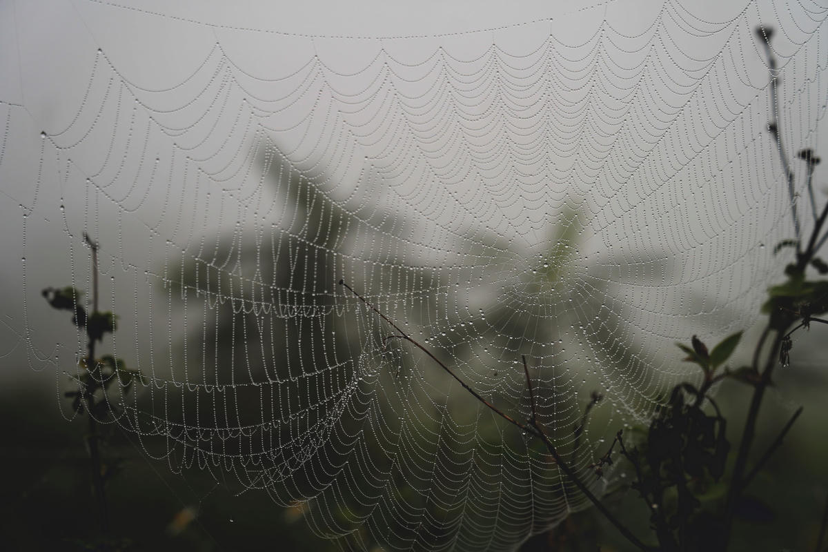 Theo ông Trần Đức Bá, Giám đốc Đài Khí tượng thủy văn tỉnh Hà Tĩnh, đây là hiện tượng "sương mù bức xạ" do ảnh hưởng của không khí lạnh. Khoảng gần sáng ngày 14/2, bộ phân không khí lạnh này sẽ ảnh hưởng đến khu vực Hà Tĩnh. Cũng theo ông Bá, hiện tượng sương mù sẽ còn kéo dài trong ít ngày tới. Khi nhiệt độ tăng dần thì sương mù sẽ "biến mất".