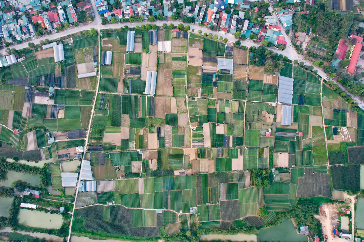 Từ nhiều năm nay, làng hoa Đông Cương (ở TP. Thanh Hóa, tỉnh Thanh Hóa) được xem là thủ phủ trồng hoa lớn nhất xứ Thanh.