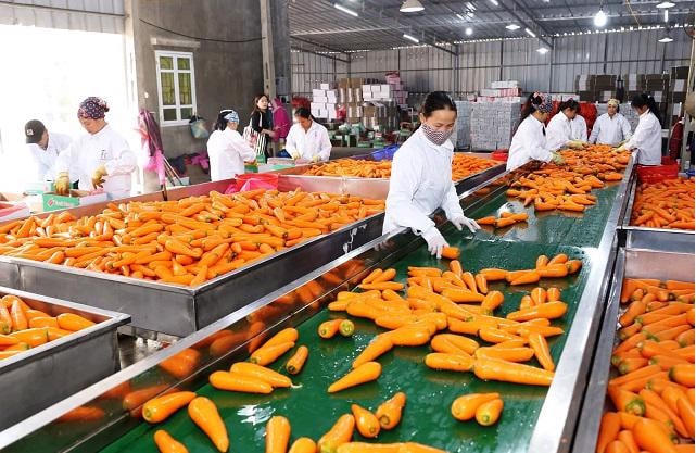 Rau củ quả nhiều lợi thế xuất khẩu đến các thị trường lớn.