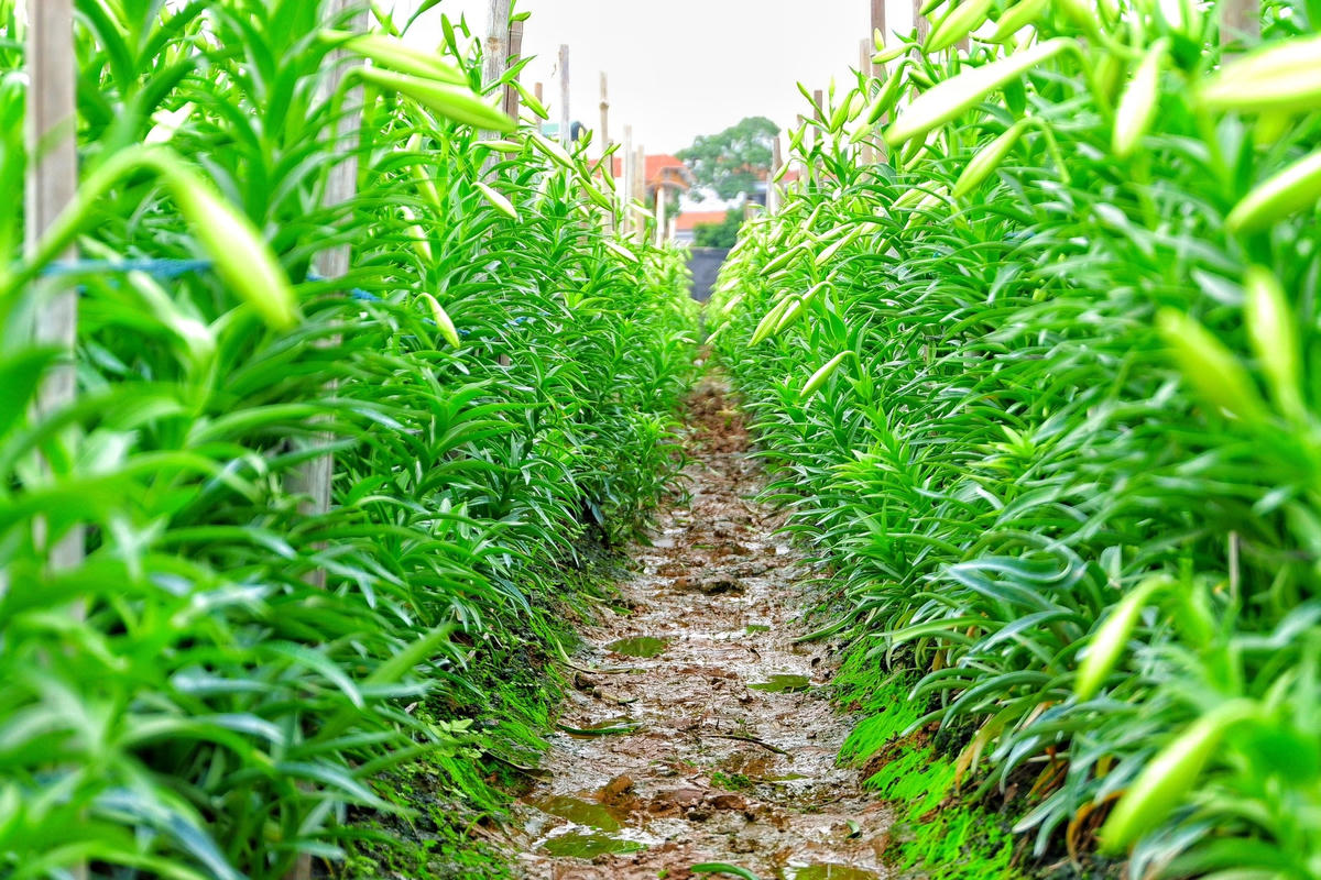Mỗi năm hoa loa kèn chỉ cho người dân thu hoạch một vụ. Thông thường hoa được trồng vào từ tháng 9, tháng 10 năm trước và nở rộ vào khoảng tháng 4 năm sau.