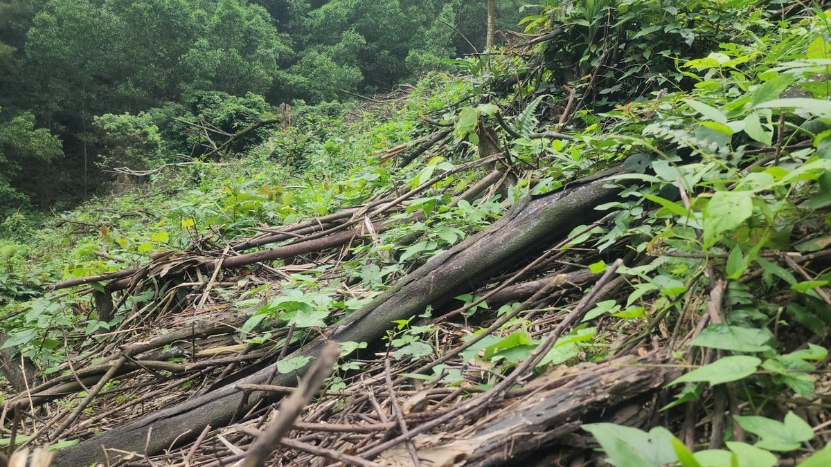 Phần đất, rừng mới bị tàn phá trái phép tiếp giáp với khu vực đã bị triệt hạ cách đây hơn 2 năm.