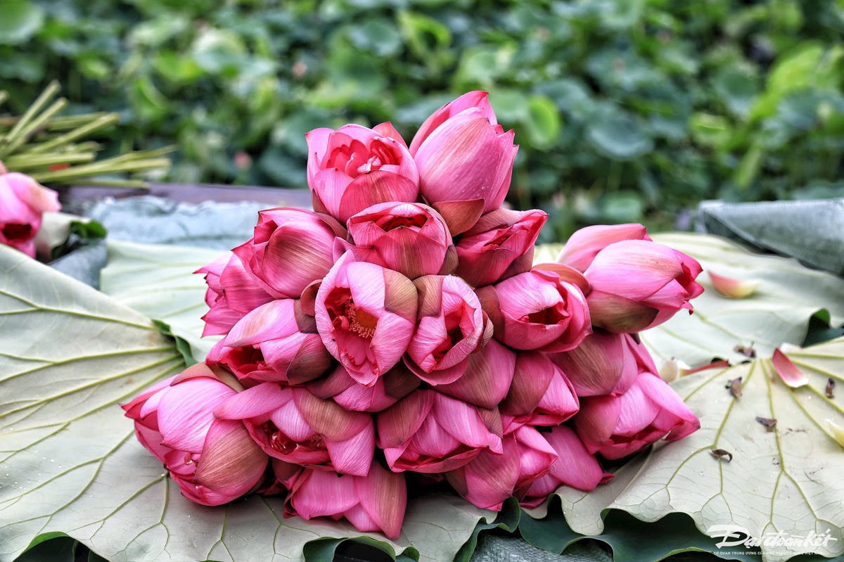 sen_bach_diep_ho_tay-le-khanh21-1-.jpg