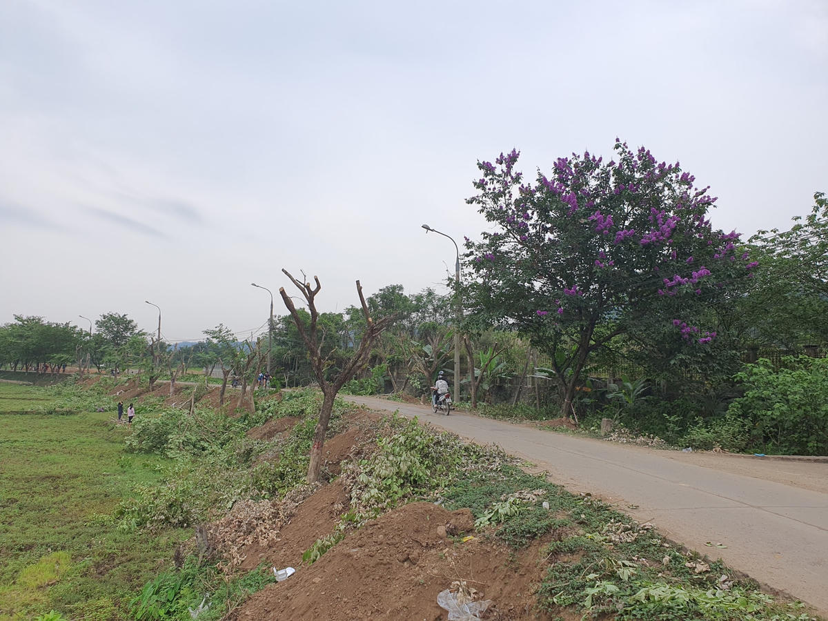Được biết, tuyến đường trung tâm phường Dân Chủ có hàng cây bằng lăng này có tổng chiều dài khoảng 1 km. Sau khi hoàn thành việc nâng cấp tuyến đường sẽ đấu nối trực tiếp với đường Trần Hưng Đạo (TP Hòa Bình), kết nối với Quốc lộ 6. 
