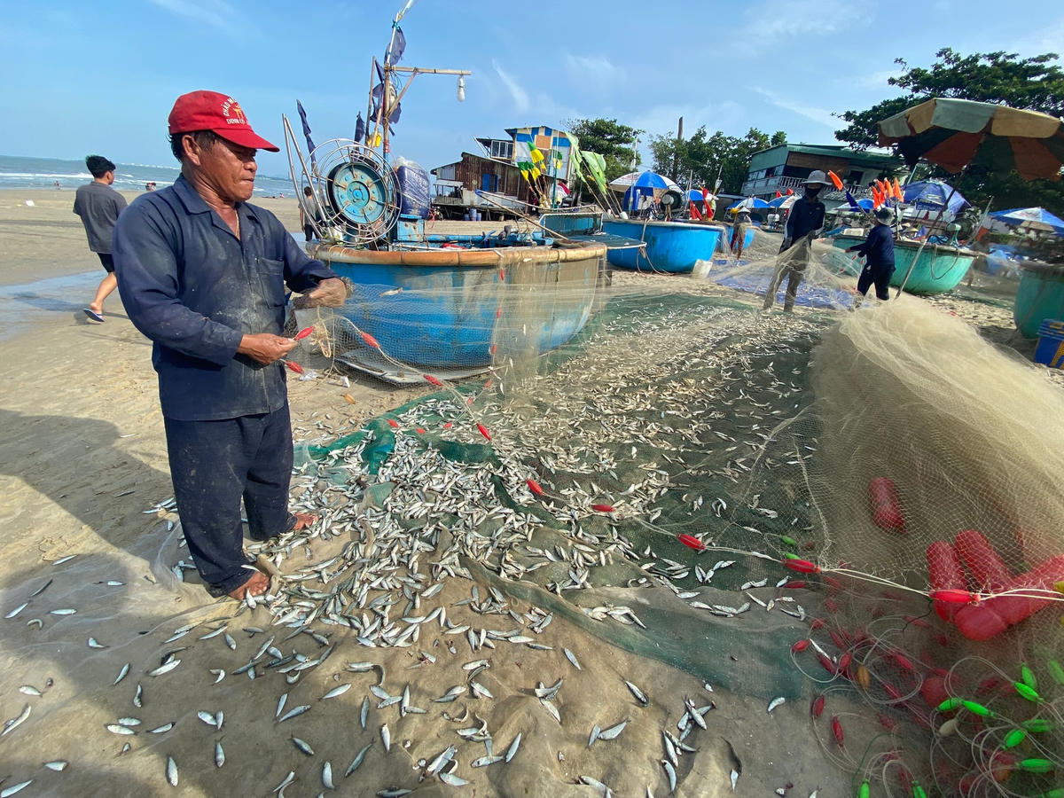 Ngư dân thị trấn Long Hải gỡ cá trích từ lưới sau chuyến đánh bắt trên biển. Ảnh: Hoàng Trang.