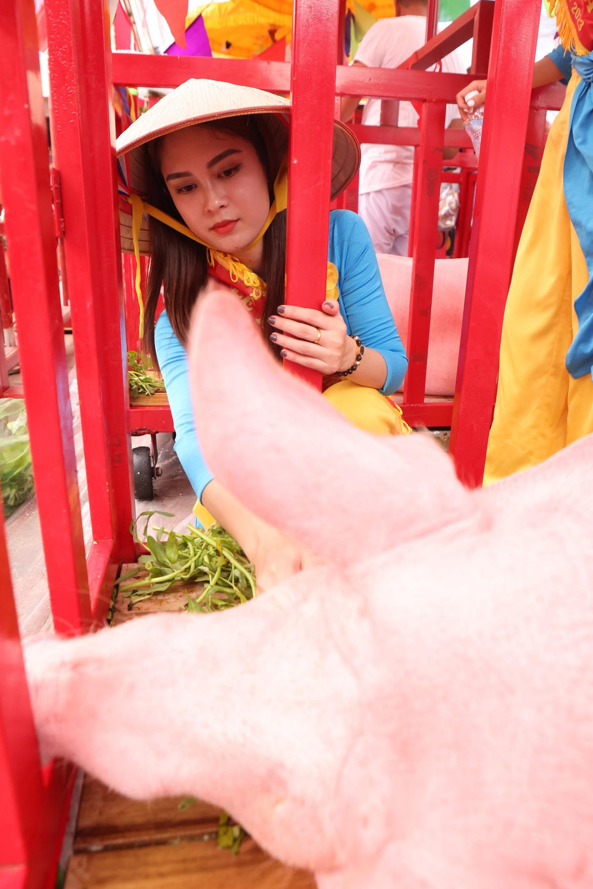 Theo quan niệm của người Trà Cổ, không giống như chăn lợn bình thường, chuồng của 'ông Voi' lúc nào cũng sạch sẽ. Mùa đông có chăn làm đệm, mùa hè có quạt mát. 'Ông Voi' mà hắt hơi sổ mũi là phải mời bác sỹ thăm khám ngay, vì ông mà xảy ra chuyện gì thì sẽ là điềm rất gở.