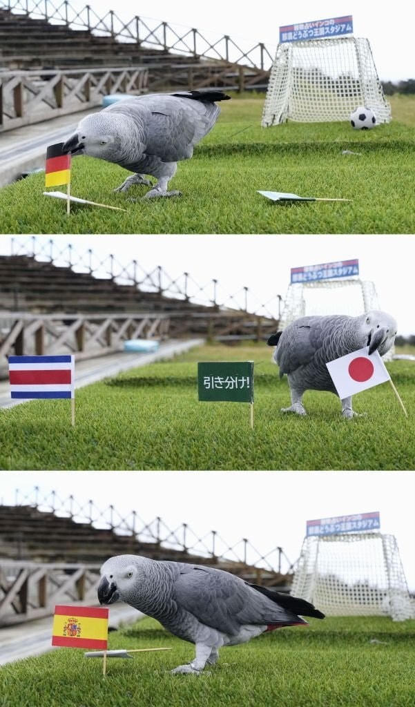 3 lần đoán toàn sai của "Vẹt tiên tri" ở vòng bảng World Cup 2022. Ảnh: Kyodo News.