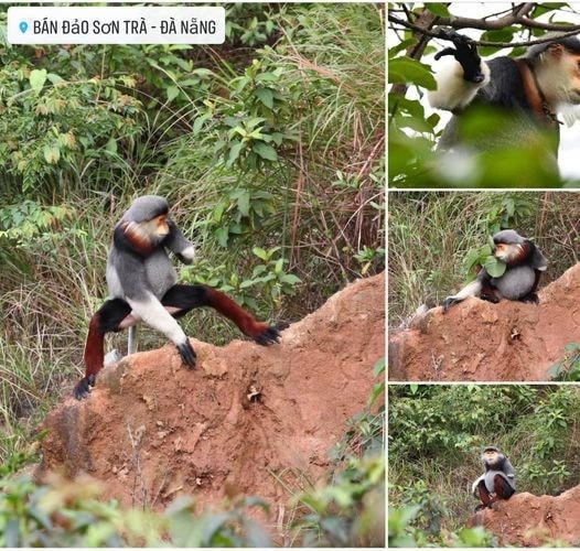 Voọc chà vá chân nâu ở Sơn Trà bị cụt tay do dính bẫy từ những năm trước. Ảnh: Nhóm nhiếp ảnh thiên nhiên Sơn Trà.