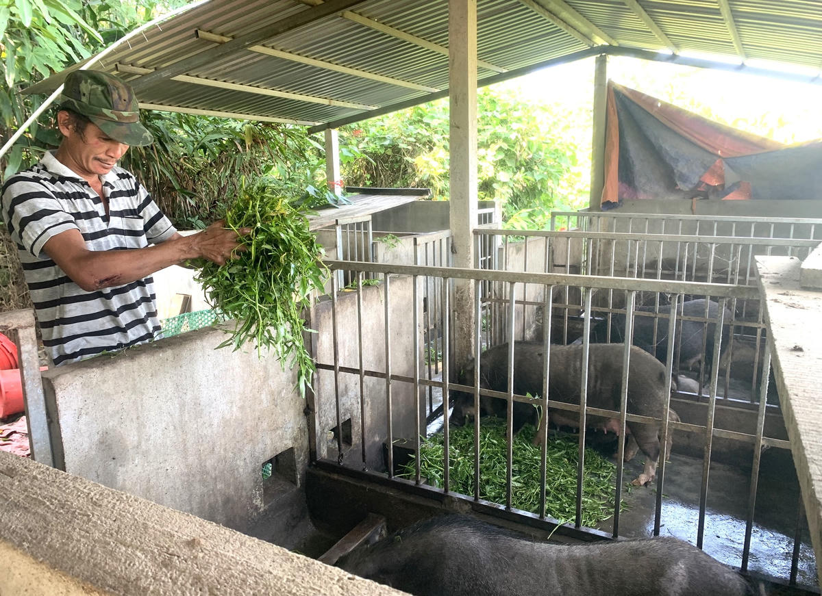 Người dân huyện Bắc Trà My chăn nuôi phát triển kinh tế.