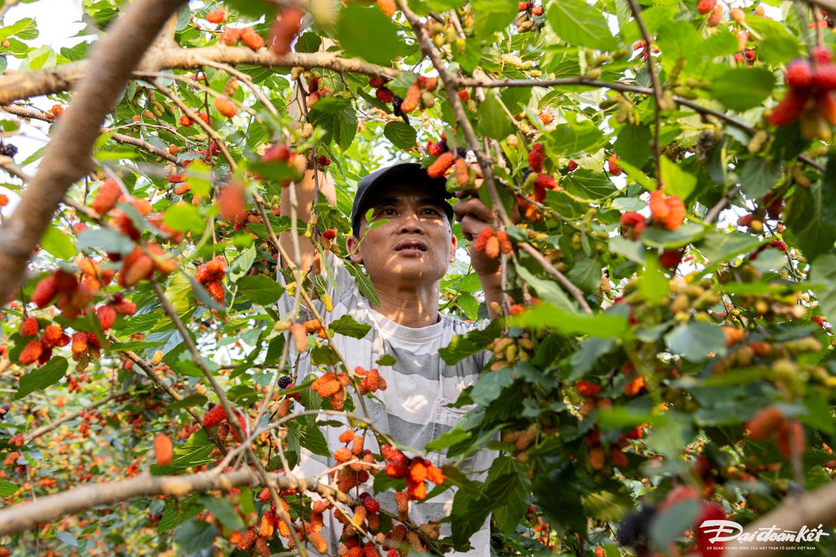 dau_tam-le-khanh1.jpg