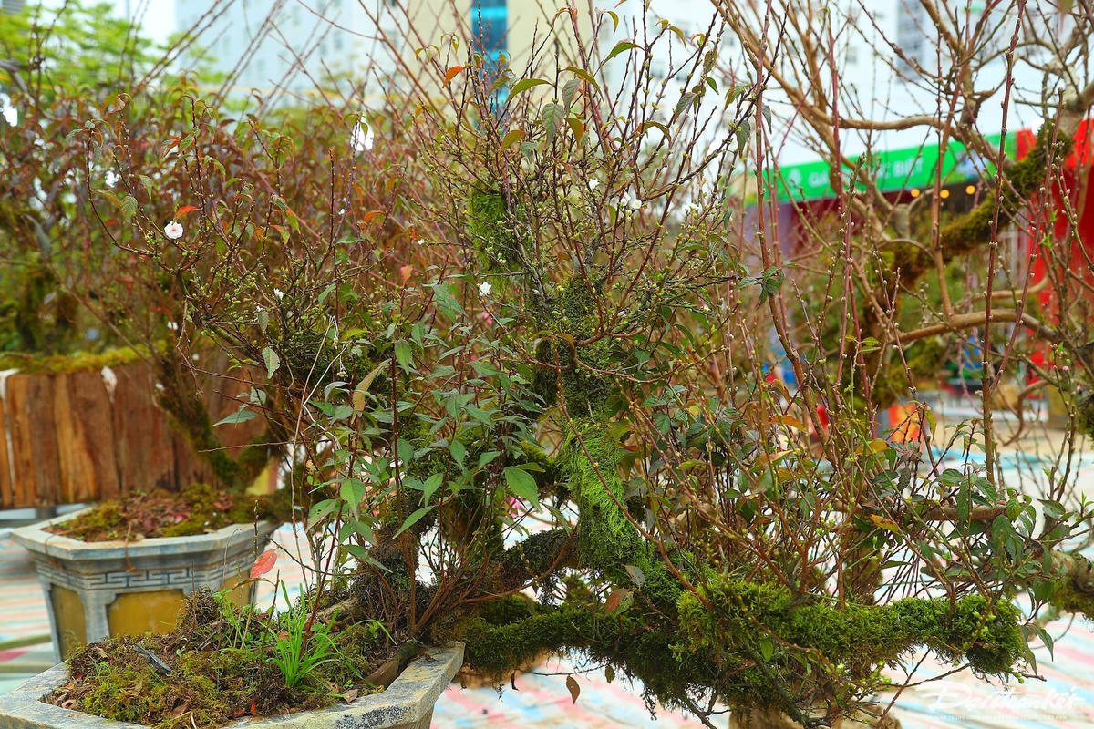W_hoa_nhat_chi_mai-le-khanh10.jpg