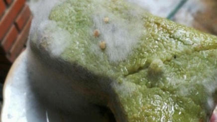 Bánh chưng mốc sẽ gây nguy hại cho sức khỏe. 