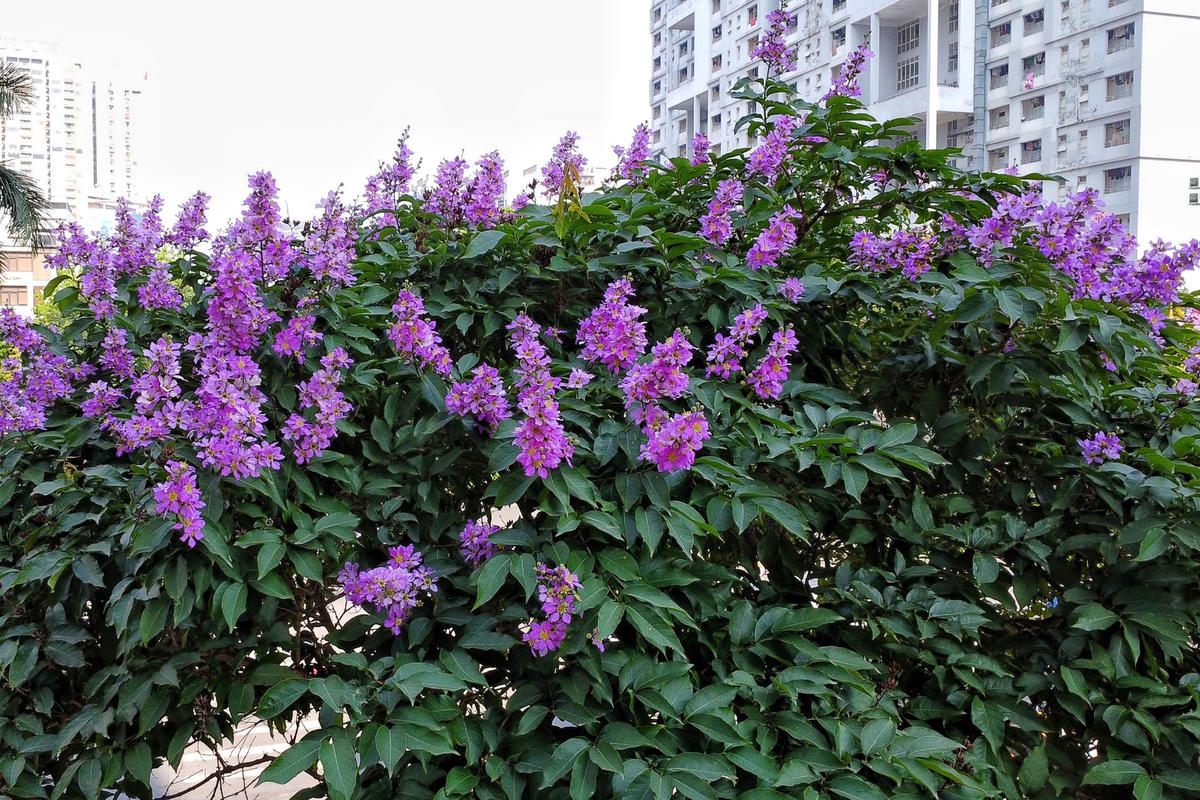  Bông hoa bằng lăng thường có 6 cánh, khi nở xoè rộng, cánh hoa mỏng nhẹ như giấy.