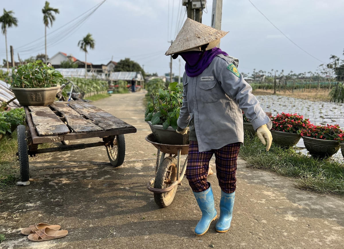 Người dân đang vận chuyển các chậu hoa hồng.