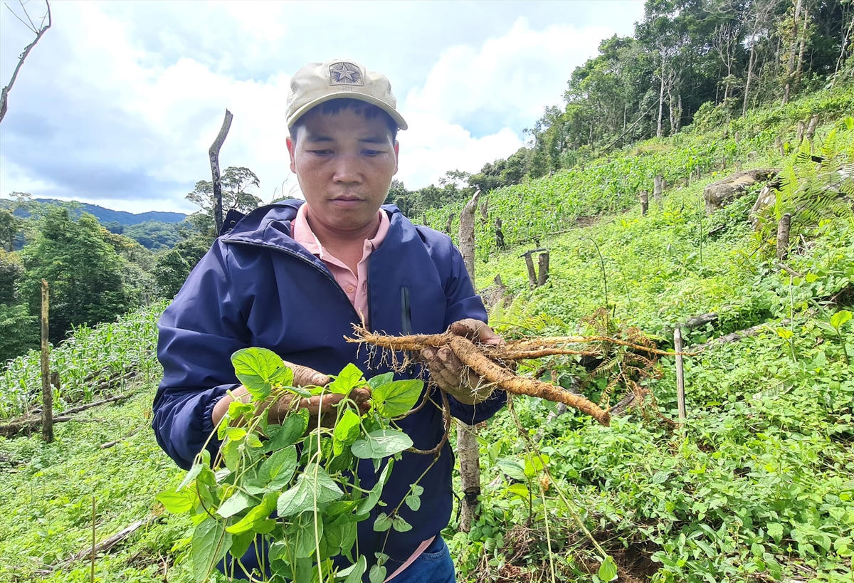 Người dân trồng đảng sâm ở huyện Tây Giang đem lại hiệu quả kinh tế.