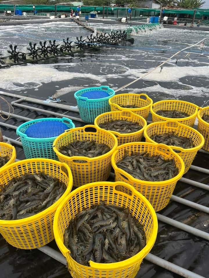 Thu hoạch tôm nuôi siêu thâm canh ứng dụng công nghệ cao tại Bạc Liêu.