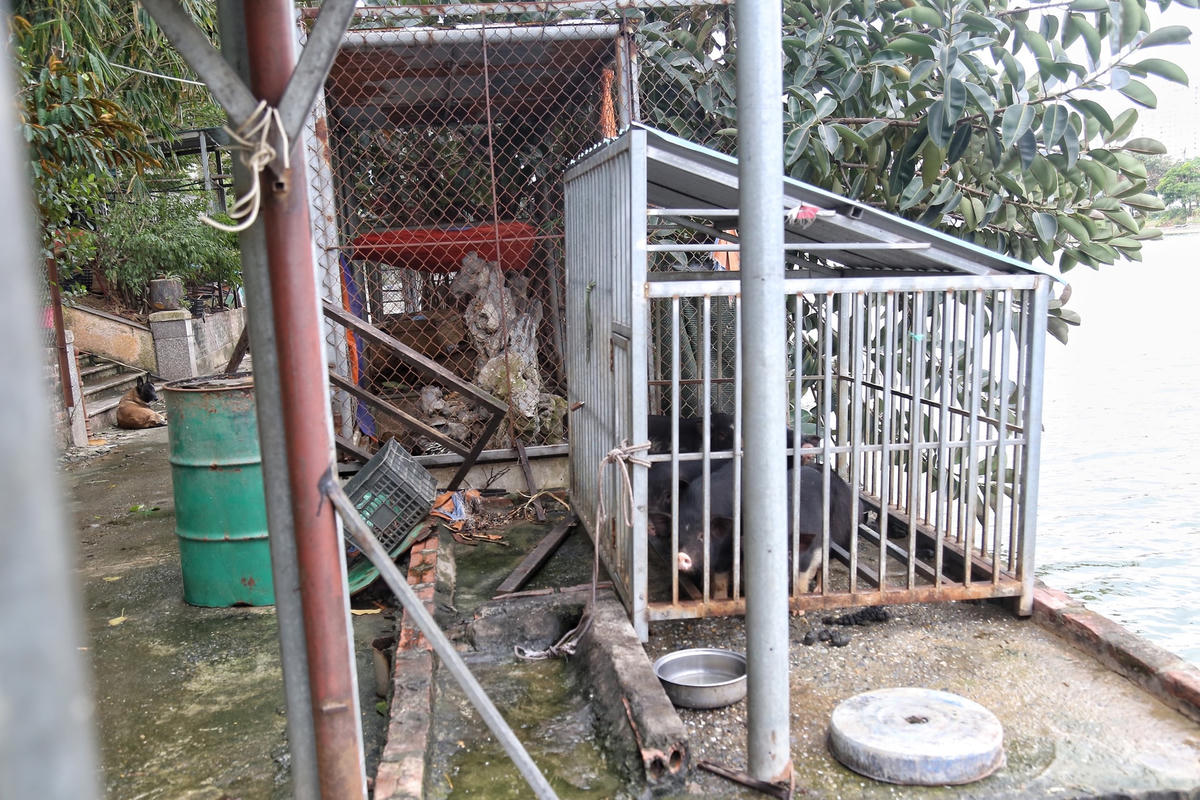 Hàng loạt cũi sắt nuôi động vật ngang nhiên được xây dựng trên bờ hồ Đầm Khê gây mất vệ sinh môi trường.