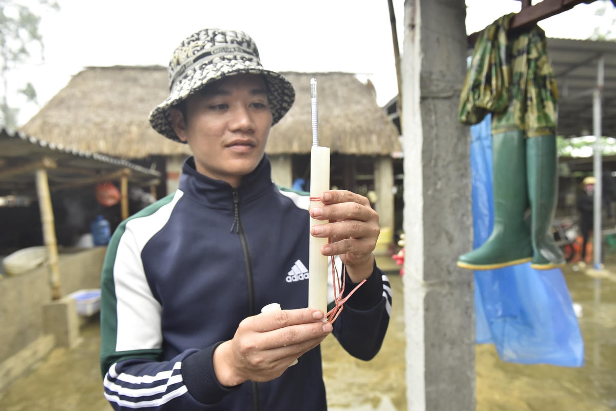 Anh Lê Phạm Thao – Chủ cơ sở thu mua và chế biến sứa Thao Linh cho biết: Sau khi thu gom sứa từ các bè mảng, chúng tôi cho sơ chế sứa tách thành từng phần chân, tay và mình sứa sau đó dùng hệ thông máy khuấy đánh sạch nhớt từ 8 – 9h.   