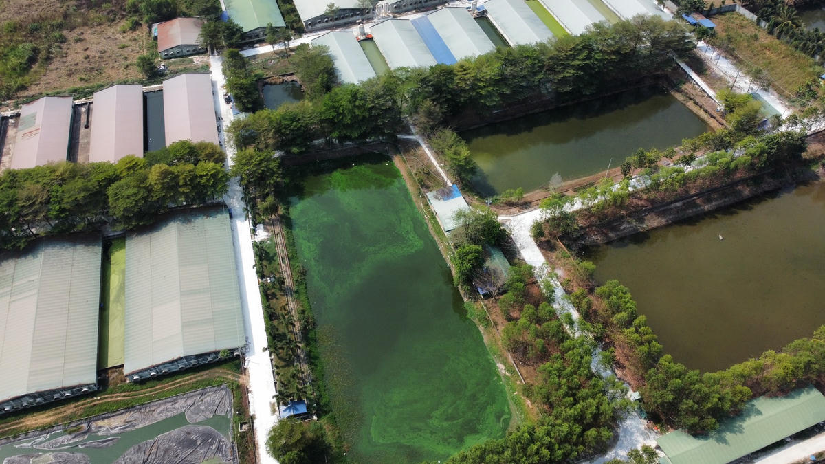 Khu vực xử lý nước thải của một trại heo ở xã Suối Cao, huyện Xuân Lộc. Ảnh: Mạnh Thìn.