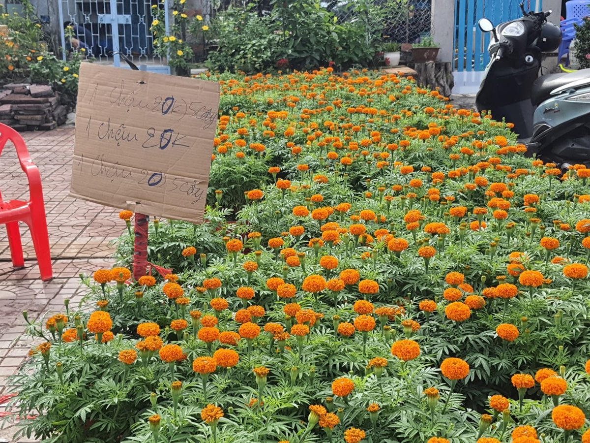 Hoa vạn thọ giảm giá còn 20 ngàn đồng 1 chậu.