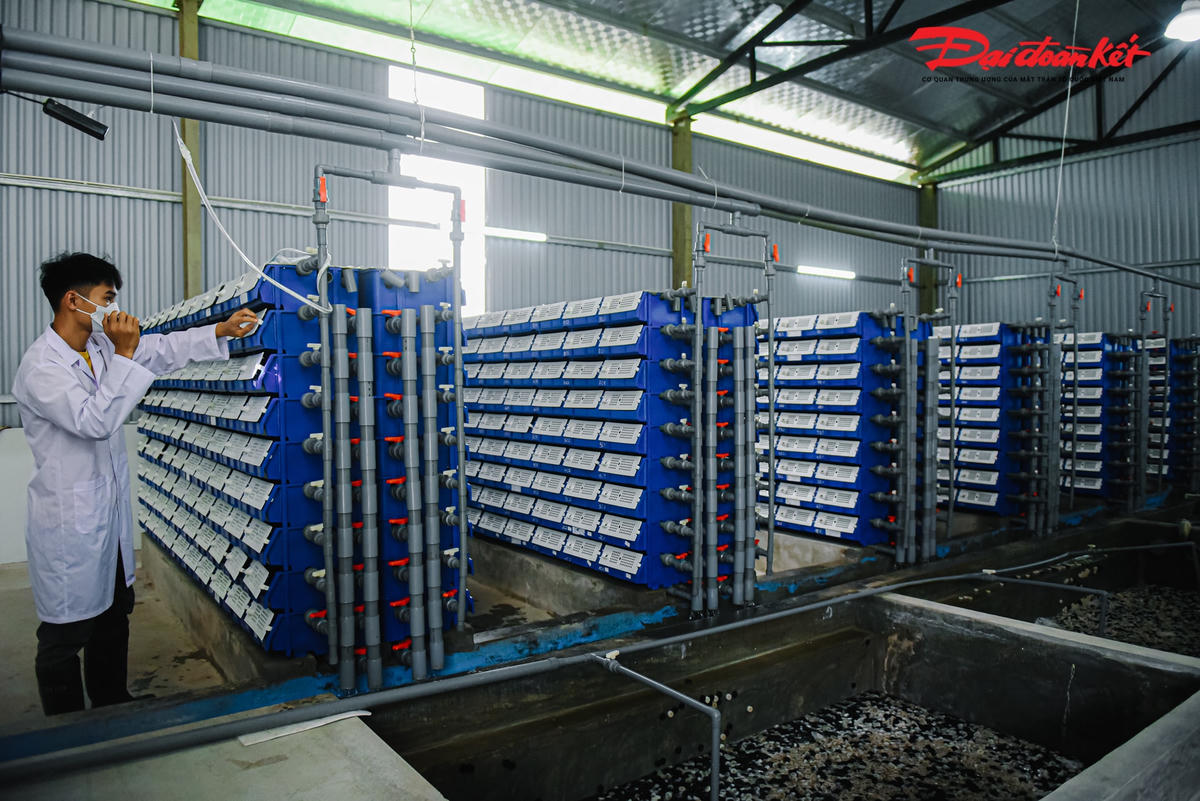 Sau khi đi du học từ Malaysia về, anh Lê Đức Cảnh (34 tuổi) tiếp quản trang trại rộng hơn 7 ha của bố mẹ ở xã Vạn Phúc (huyện Thanh Trì, Hà Nội). Trong đó, anh Cảnh đã triển khai mô hình nuôi cua cốm, cua gạch thương phẩm rộng gần 400 m2 với hơn 1.000 con đang sinh trưởng tốt, mang lại giá trị kinh tế cao. Đây là mô hình nuôi cua trong nhà thứ hai ở miền Bắc (một mô hình khác ở Hạ Long, Quảng Ninh).