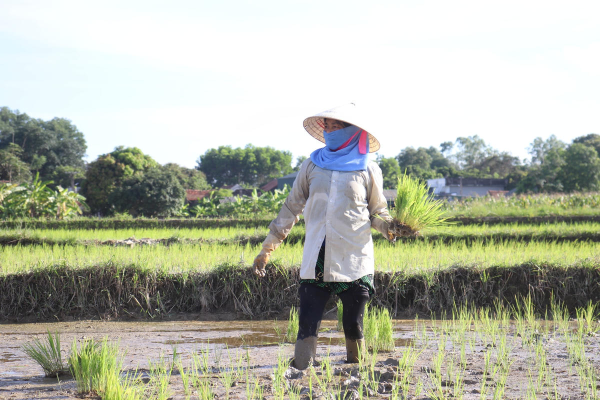 Bà Nguyễn Thị Tươi, vợ ông Tính đang miệt mài cấy lúa trên diện tích đất mà gia đình đã nhận thầu.