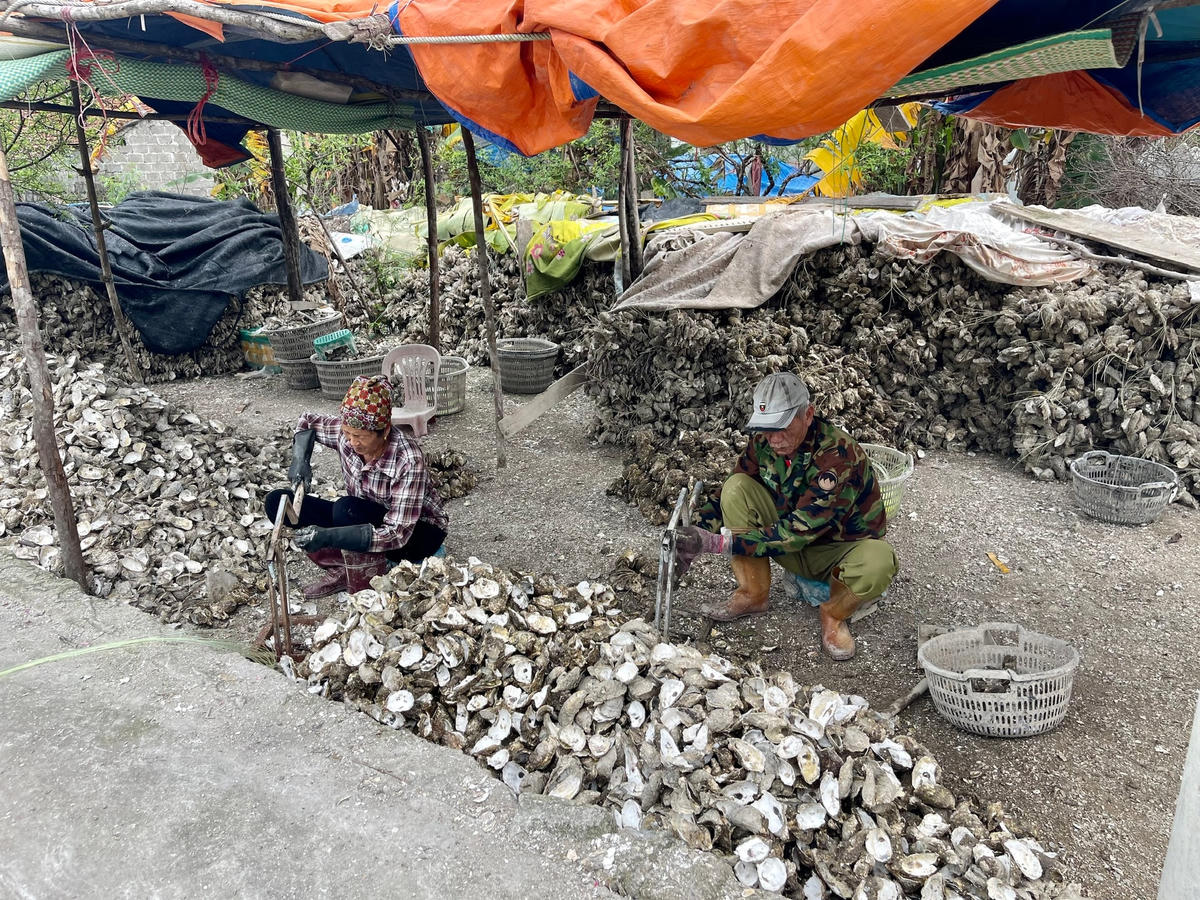 Việc chế biến hàu được thực hiện ngay cạnh đường chính trong khu dân cư.
