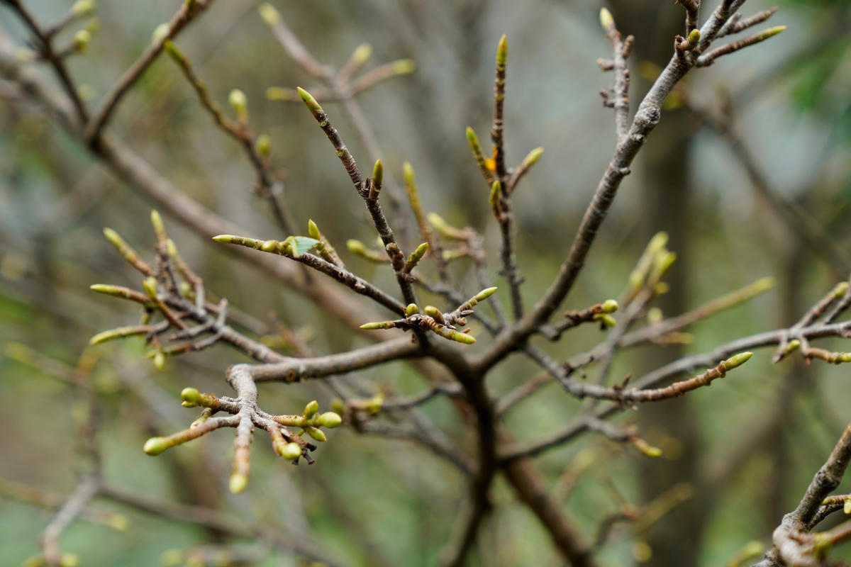 Nhiều gốc lá đã rụng và chớm nở bông, người dân sử dụng nhiều cách để kìm hãm hoa nở nhưng cũng không khả thi.