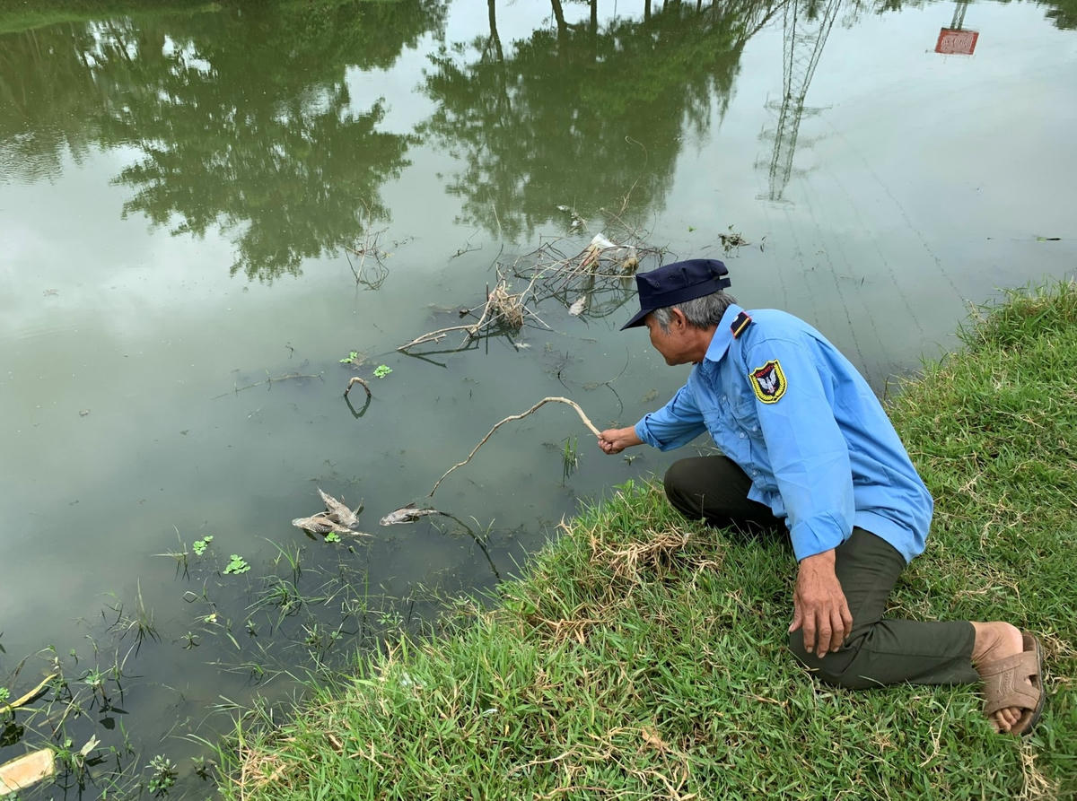 Người dân thu gom xác cá chết đem đi tiêu hủy.