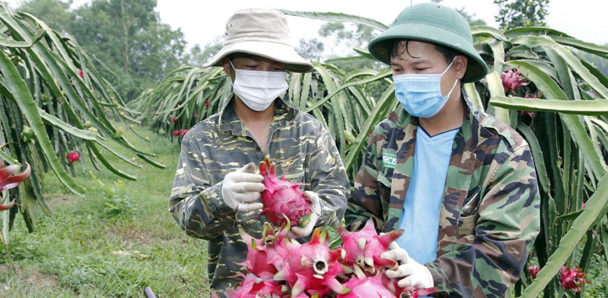 Mã số vùng trồng là điều kiện để sản phẩm nông sản được xuất khẩu theo đường chính ngạch.