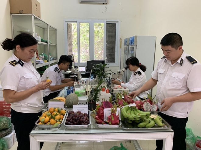 Cán bộ Trạm kiểm dịch thực vật Tân Thanh (Lạng Sơn) đang kiểm tra các mẫu trái cây xuất, nhập khẩu.  